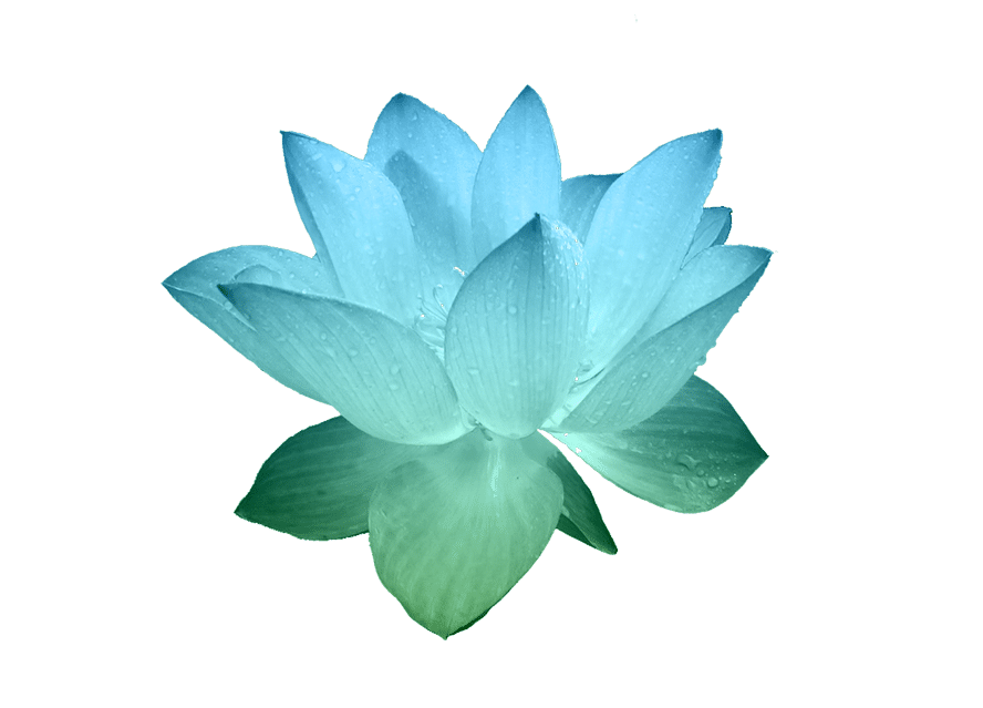 lotus-harmonie-globale